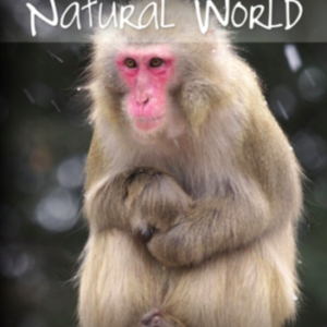 Natural world: Snow monkey