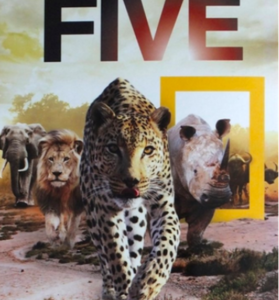Afrika's big FIVE
