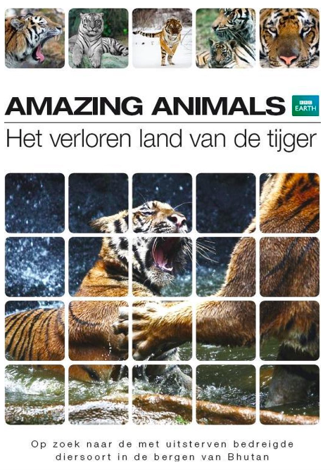 Amazing animals: Het verloren land van de tijger