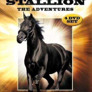 Black Stallion: The adventurer