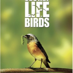 The secret life of birds (ingesealed)